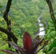 Waterfall - Hana Highway - Maui