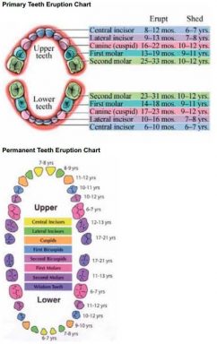 Tooth eruption charts